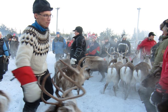 Sami herder Jon Mikkel separates reindeer in a corral in northern Sweden, preparing them for vaccinations. Credit: Juliana Hanle