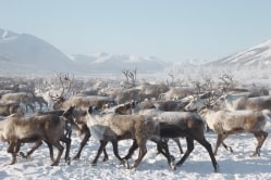 reindeer herd