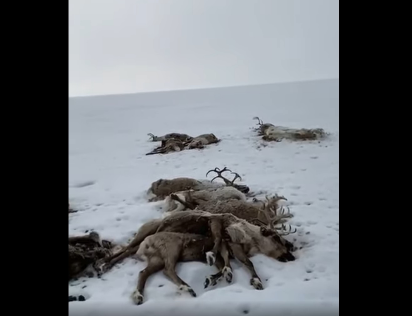 dead reindeer kamchatka