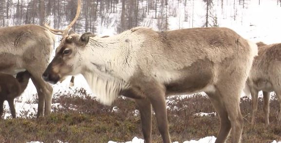 yamal reindeer 1