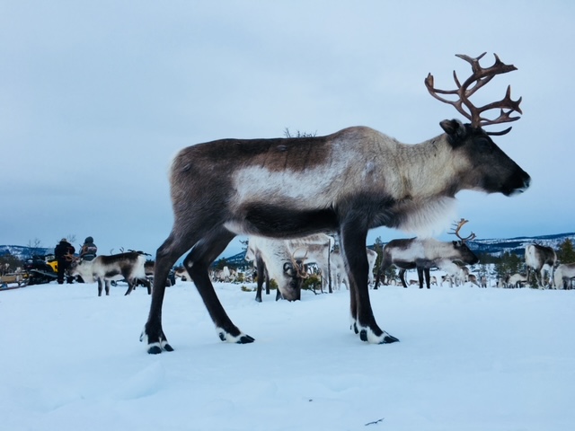 Reindeer Bardufoss 