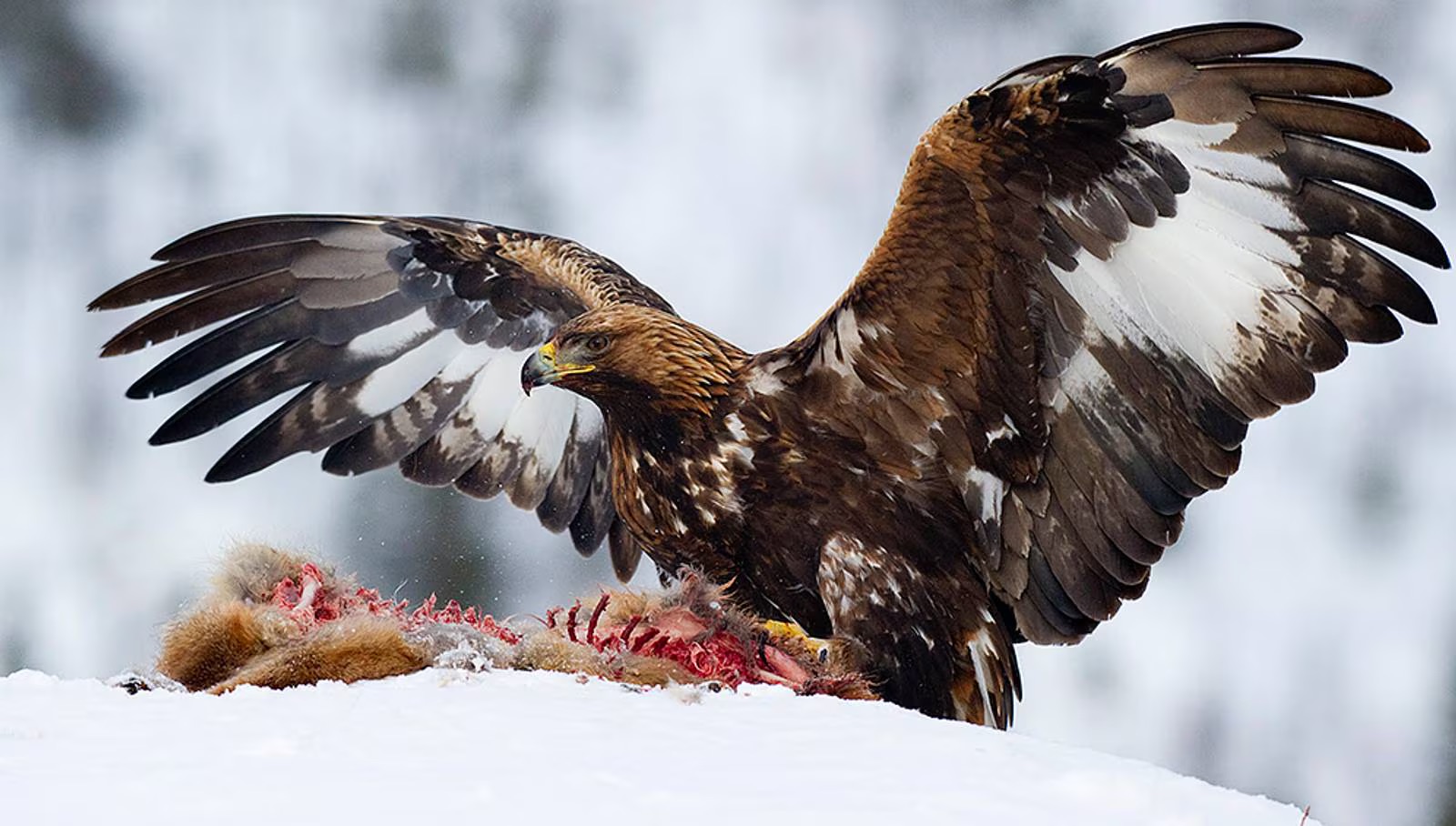 Eagles attacks in Norway are increasing. Cases from attacks on humans and reindeer