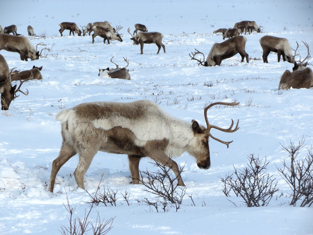New scientific publication from Sámi allaskuvla, ICR and Gielas reindeer herding district