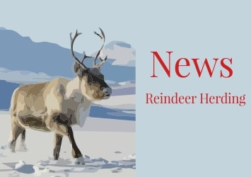 Reindeer Herding news